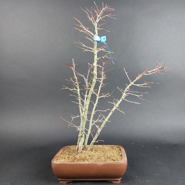 Bonsai - Fächerahorn, Acer Palmatum Yukihime