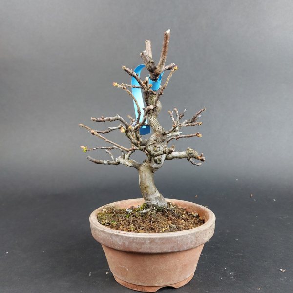 Bonsai - Quitte, Cydonia Sinensis, Shohin