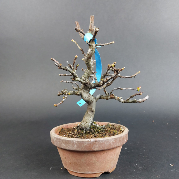 Bonsai - Quitte, Cydonia Sinensis, Shohin