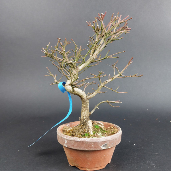 Bonsai - Euonymus alatus, Shohin