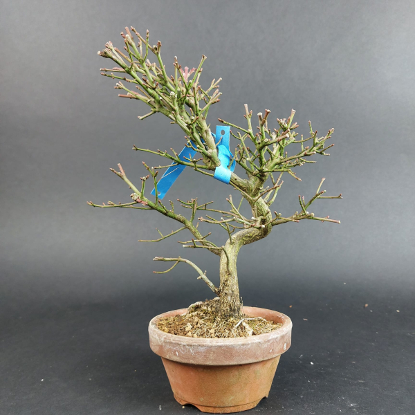 Bonsai - Euonymus alatus, Shohin