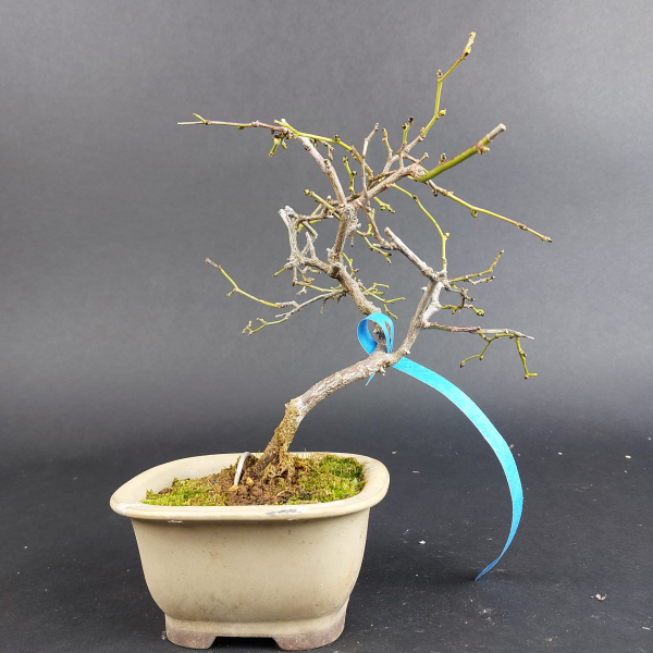 Bonsai - Sabia Japonica, Shohin