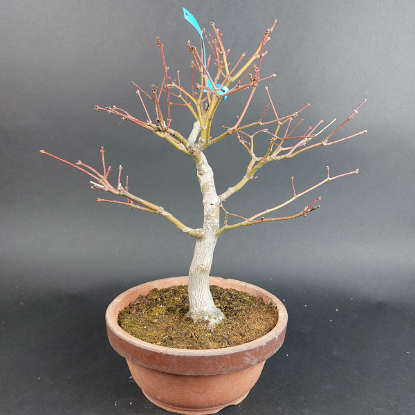 Bonsai - Japanese Maple, Acer Palmatum Itaya