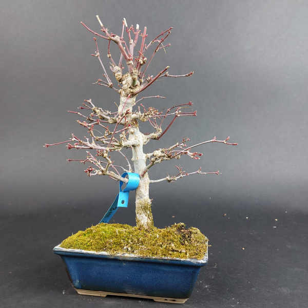 Bonsai - Fächerahorn, Acer Palmatum Yamamomiji