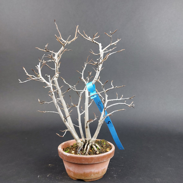 Bonsai - Kerbbuche, Fagus Crenata, Japan