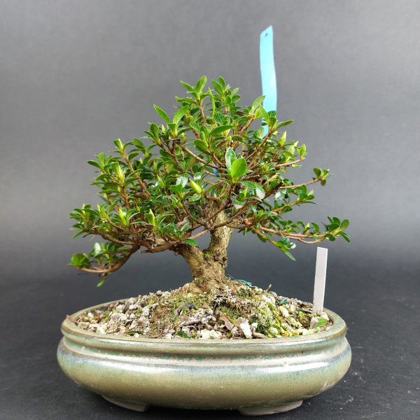 Bonsai - Jap. Satsuki Azalee, Shohin