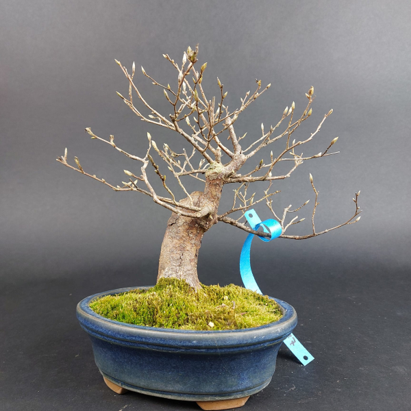 Bonsai - Stewartia Monadelpha, Shohin