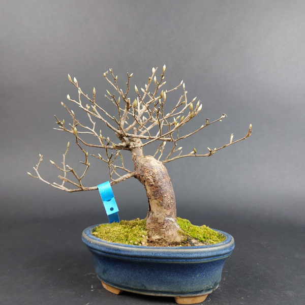 Bonsai - Stewartia Monadelpha, Shohin