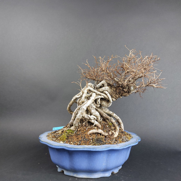 Bonsai - Zelkova Nire