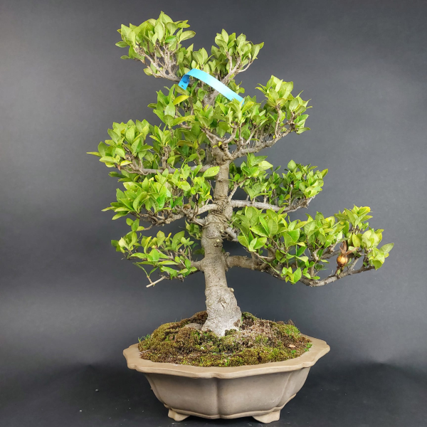 Bonsai - Gardenia jasminoides