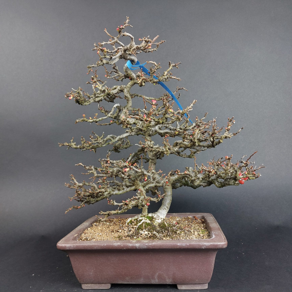 Bonsai - Zierquitte, Chaenomeles speciosa, Chojubai