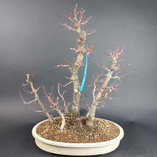 Bonsai - Fächerahorn, Acer Palmatum Arakawa