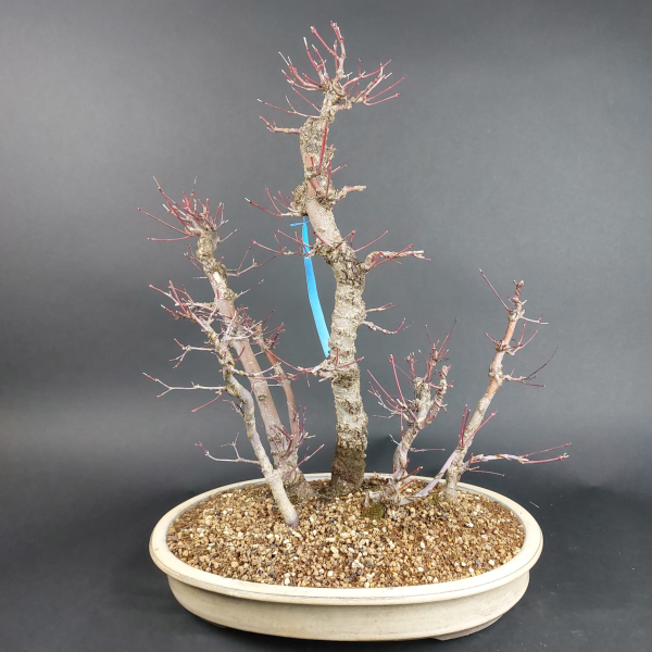 Bonsai - Fächerahorn, Acer Palmatum Arakawa