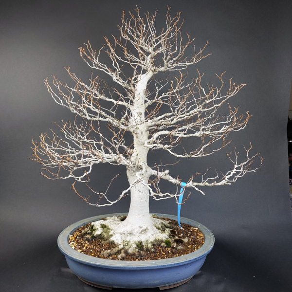 Bonsai - Kerbbuche, Fagus Crenata, Japan