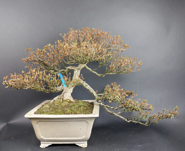 Bonsai - Jap. Satsuki Azalee, Kinsai