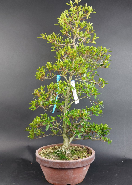 Bonsai - Jap. Satsuki Azalee, Aika