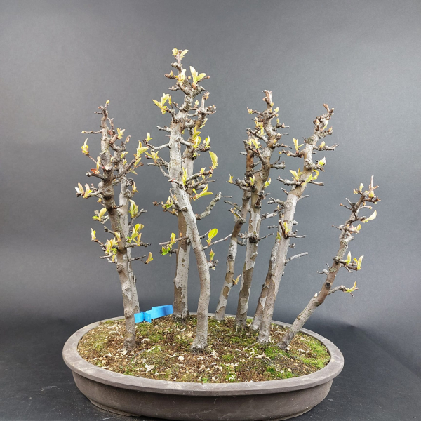Bonsai - Quince, Cydonia sinensis