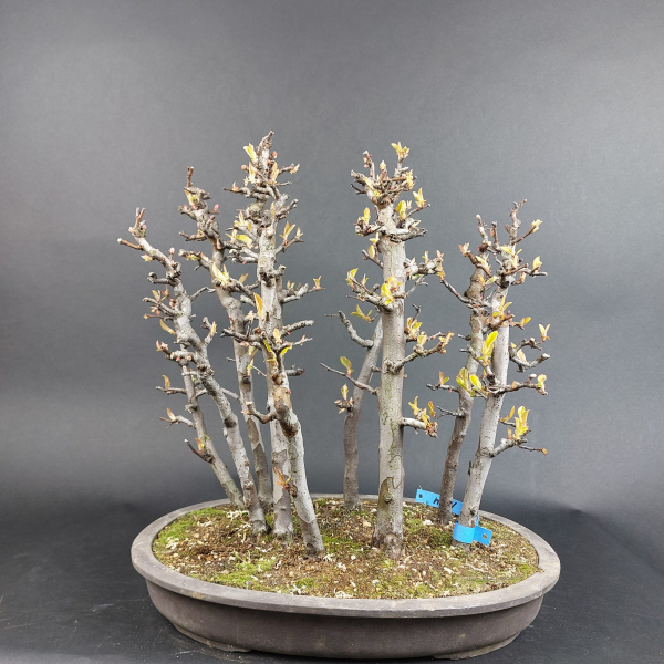Bonsai - Quince, Cydonia sinensis
