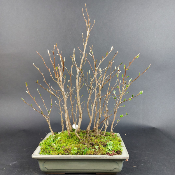Bonsai - Stewartia monadelpha