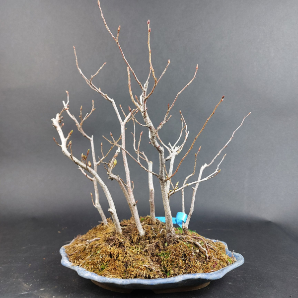 Bonsai - Hainbuche, Carpinus Laxiflora Forest, Japan