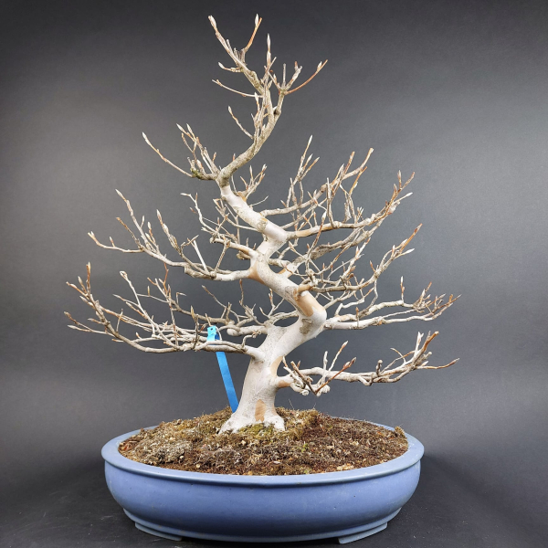 Bonsai - Stewartia pseudocamellia