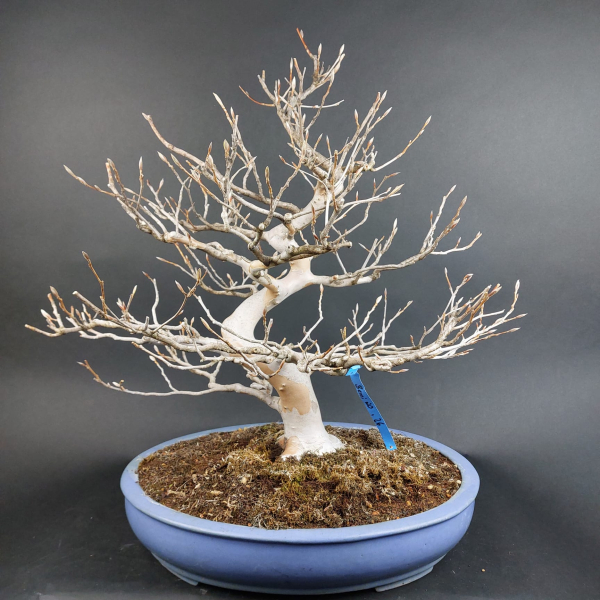 Bonsai - Stewartia pseudocamellia