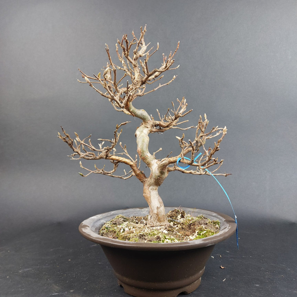 Bonsai - Stewartia Monadelpha