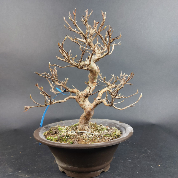 Bonsai - Stewartia Monadelpha