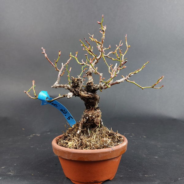 Bonsai - Jap. Rose, Rosa Komachi Shohin