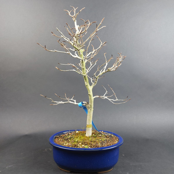 Bonsai - Kerbbuche, Fagus Crenata, Japan