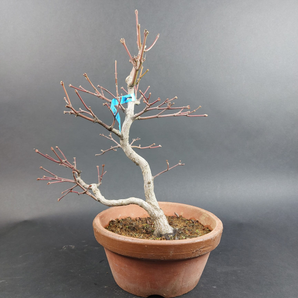 Bonsai - Fächerahorn, Acer Palmatum Itaya