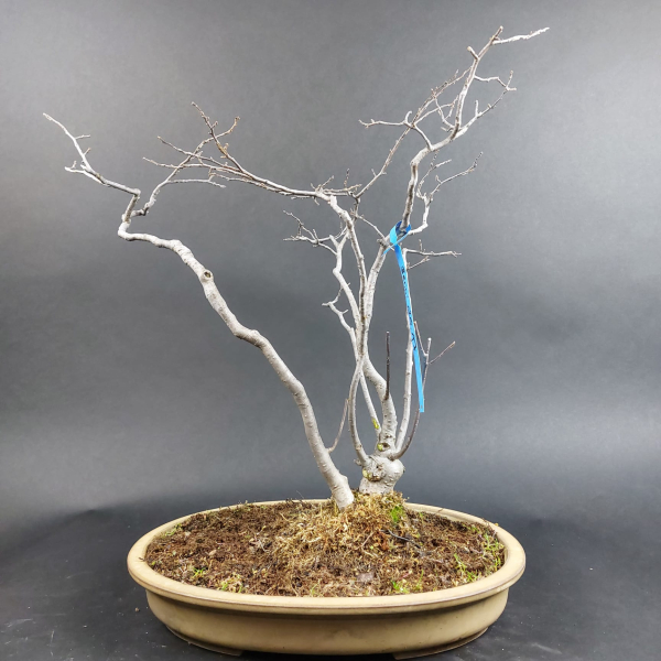 Bonsai - Ilex Serrata, Jap. Winterbeere, weiblich