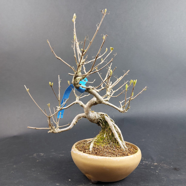 Bonsai - Beauty-berry, Callicarpa japonica