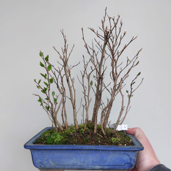 Bonsai - Stewartia Monadelpha