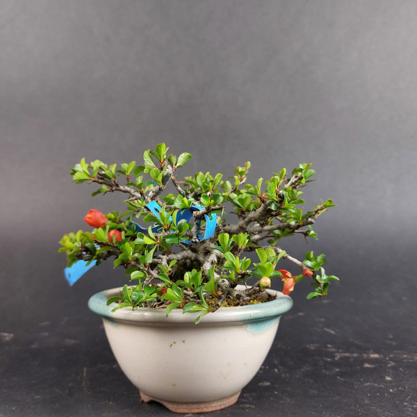 Bonsai - Zierquitte, Chaenomeles speciosa, Chojubai