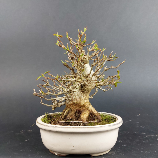Bonsai - Trident Maple, Acer Buergerianum, Shohin