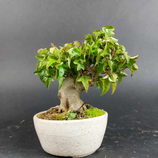 Bonsai - Dreispitzahorn, Acer Buergerianum Shohin