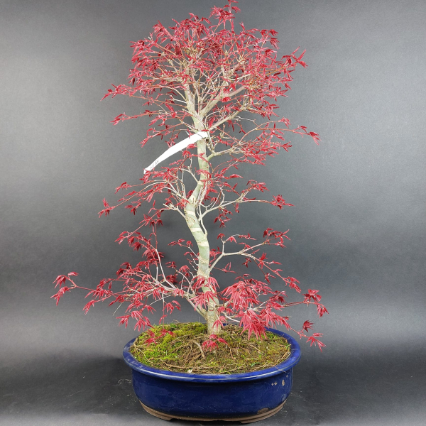 Bonsai - Japanese Maple, Acer Palmatum Deshojo