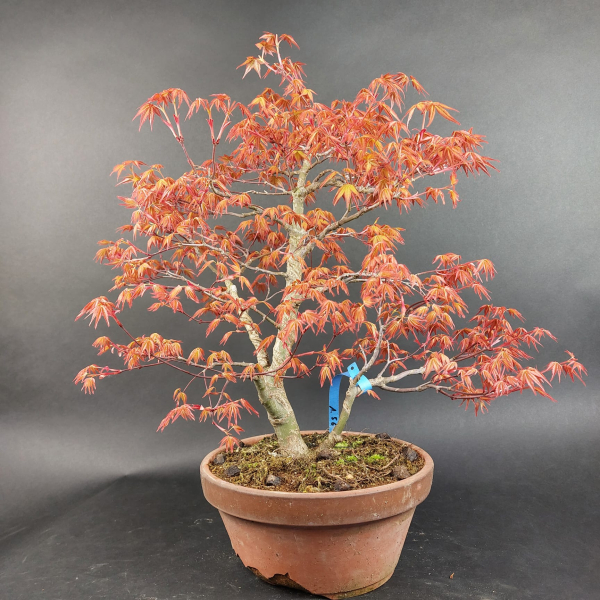 Bonsai - Fächerahorn, Acer Palmatum Benichidori