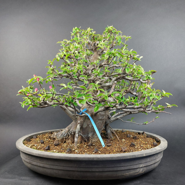 Bonsai - Quitte, Cydonia Sinensis