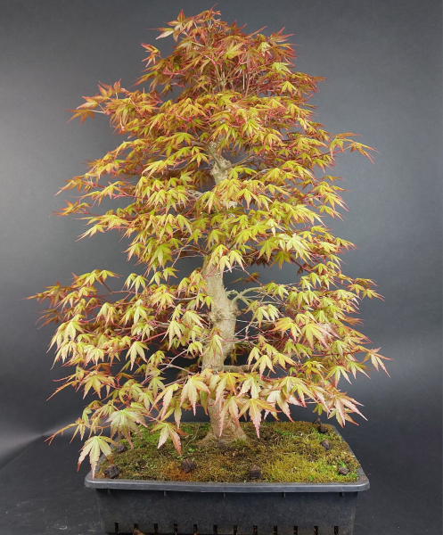 Bonsai - Japanese Maple, Acer Palmatum