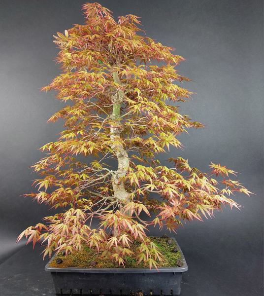Bonsai - Japanese Maple, Acer Palmatum