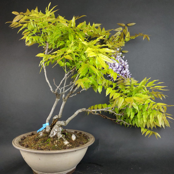 Bonsai - Wisteria Blauregen, Japan