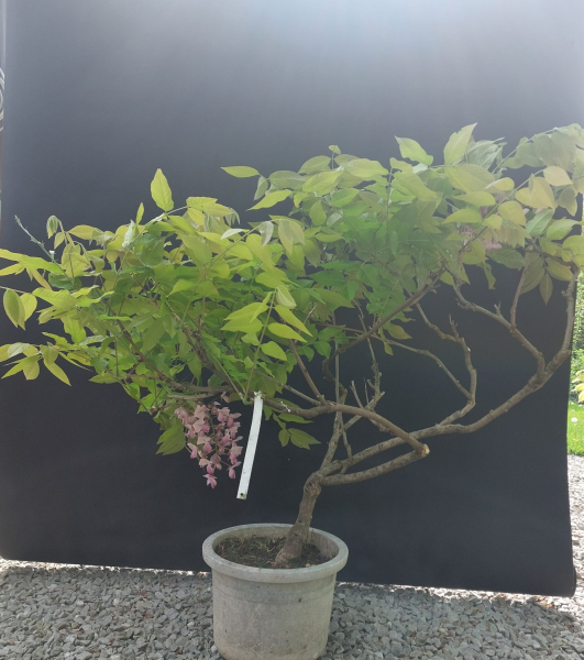 Bonsai - Wisteria Blauregen, Japan