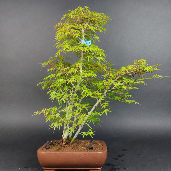 Bonsai - Fächerahorn, Acer Palmatum Yukihime