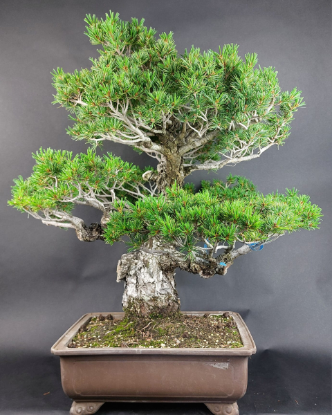 Bonsai - Mädchenkiefer, Pinus Pentaphylla Kokonoe, Japan