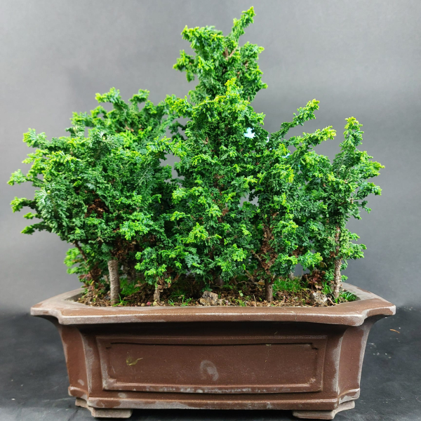 Bonsai - Sekka Hinoki Wald, chamaecyparis obtusa, 17 Bäume, Japan