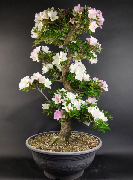 Bonsai - Jap. Satsuki Azalee, Tsikushino