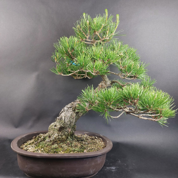 Bonsai - Schwarzkiefer, Pinus Thunbergii, Japan