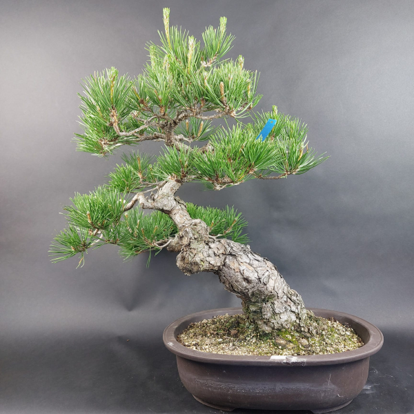 Bonsai - Schwarzkiefer, Pinus Thunbergii, Japan